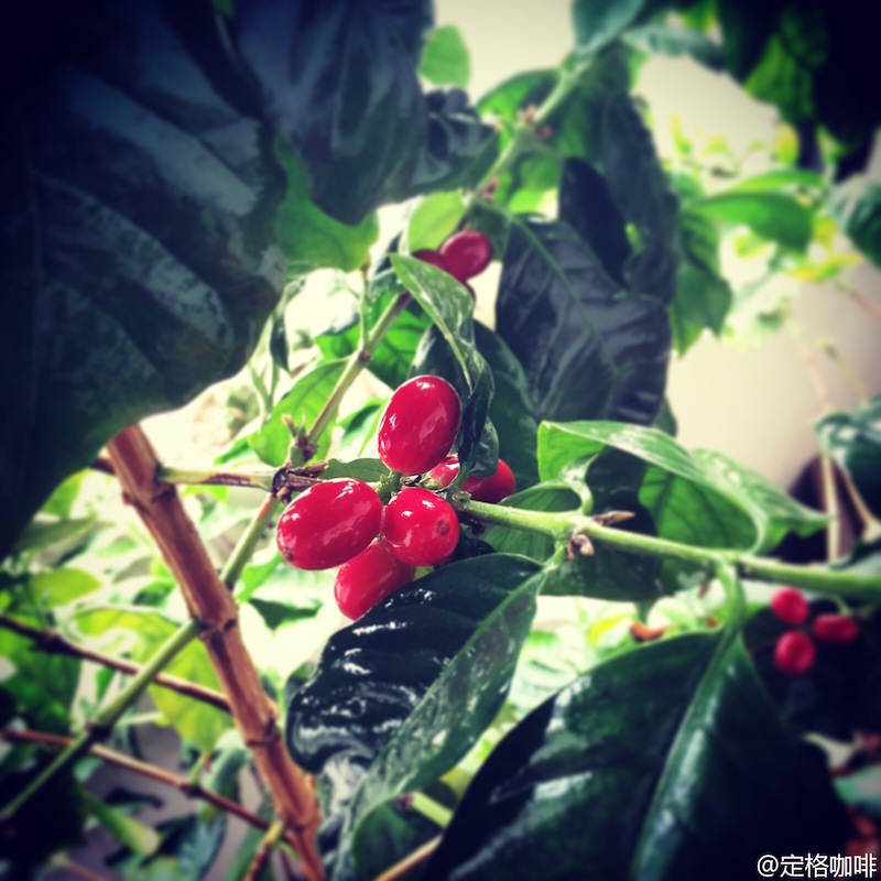 定格咖啡馆咖啡豆