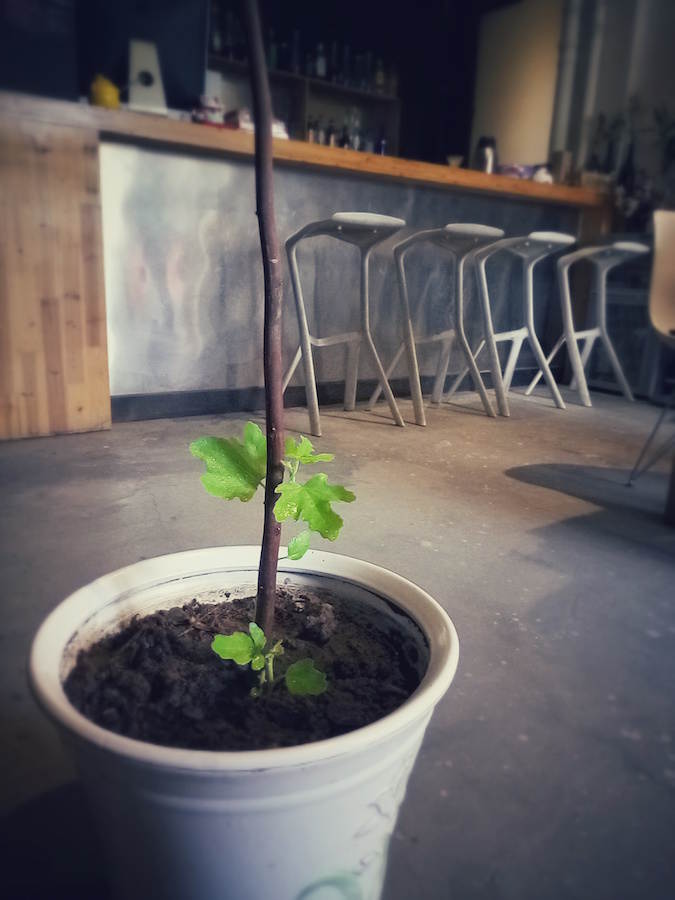 发芽的无花果树