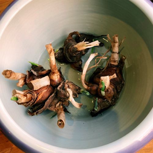 水仙发出了新芽