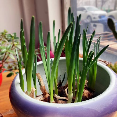 郁郁葱葱的水仙