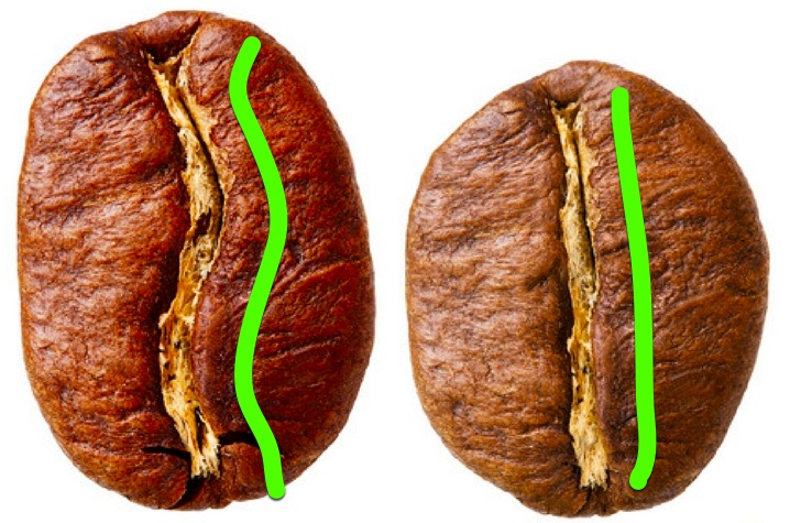 阿拉比卡和罗布斯塔